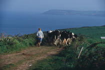 Agricultrice et ses vaches au Cap Sizun. © Philip Plisson / Plisson La Trinité / AA01858 - Nos reportages photos - Bretagne