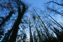 Arbres de la forêt du Huelgoat. © Philip Plisson / Plisson La Trinité / AA01930 - Photo Galleries - Forest
