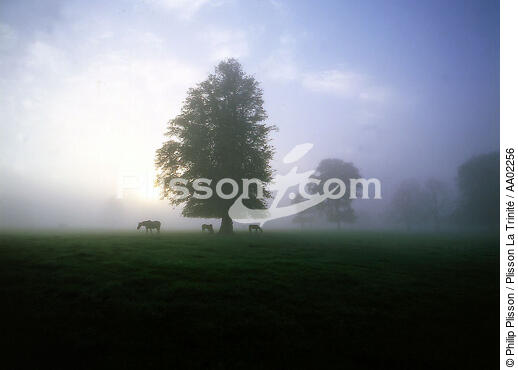 Paysage irlandais sous la brume. - © Philip Plisson / Plisson La Trinité / AA02256 - Nos reportages photos - Irlande, l'île verte
