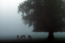 Chevaux dans la brume. © Philip Plisson / Plisson La Trinité / AA02257 - Nos reportages photos - Irlande