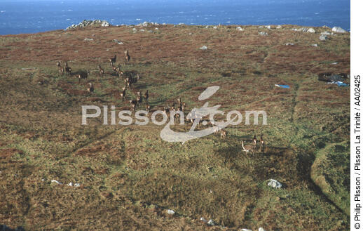 Biche sur la côte irlandaise. - © Philip Plisson / Plisson La Trinité / AA02425 - Nos reportages photos - Côte sauvage