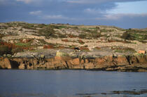 Vache sur la côte irlandaise. © Philip Plisson / Plisson La Trinité / AA02496 - Nos reportages photos - Muret