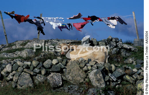 Vache irlandaise. - © Philip Plisson / Plisson La Trinité / AA02504 - Nos reportages photos - Connemara [le]