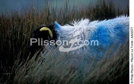 Sheep in Ireland. - © Philip Plisson / Plisson La Trinité / AA02577 - Photo Galleries - Sheep