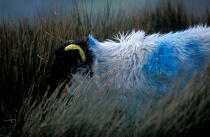 Mouton en Irlande. © Philip Plisson / Plisson La Trinité / AA02577 - Nos reportages photos - Pays étranger
