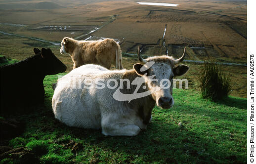 Vaches sur Achill Island. - © Philip Plisson / Plisson La Trinité / AA02578 - Nos reportages photos - Champ
