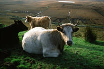 Vaches sur Achill Island. © Philip Plisson / Plisson La Trinité / AA02578 - Nos reportages photos - Irlande, l'île verte