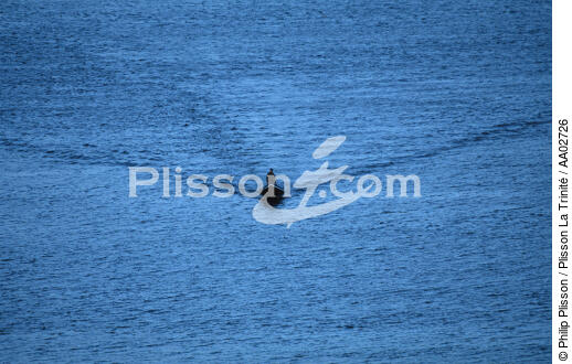 Barque dans la Kilkieran Bay. - © Philip Plisson / Plisson La Trinité / AA02726 - Nos reportages photos - Irlande, l'île verte