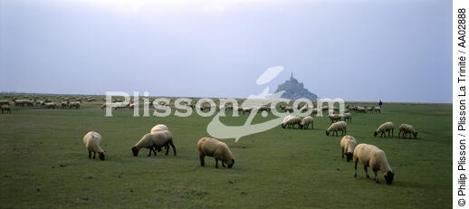 Moutons sur la Baie du Mont Saint Michel. - © Philip Plisson / Plisson La Trinité / AA02888 - Photo Galleries - Manche [The]