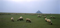 Moutons sur la Baie du Mont Saint Michel. © Philip Plisson / Plisson La Trinité / AA02888 - Nos reportages photos - Elevage
