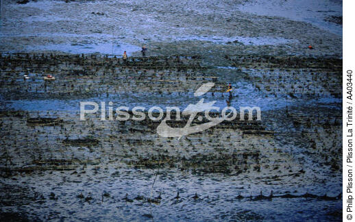 Ostreiculture dans le Golfe du Morbihan. - © Philip Plisson / Plisson La Trinité / AA03440 - Nos reportages photos - L'ostréiculture