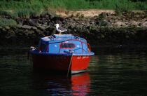 Goeland sur un bateau. © Philip Plisson / Plisson La Trinité / AA03441 - Photo Galleries - Auray [The River of]