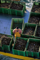 Ostreiculteur. © Philip Plisson / Plisson La Trinité / AA03453 - Photo Galleries - Oyster Farming