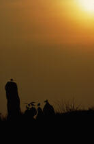 Coucher de soleil sur des mégalithes. © Philip Plisson / Plisson La Trinité / AA03383 - Photo Galleries - Sun