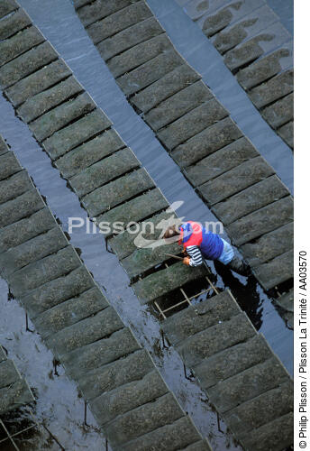 Ostréiculteur. - © Philip Plisson / Plisson La Trinité / AA03570 - Nos reportages photos - L'ostréiculture