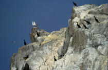Oiseaux sur les Sept Iles © Philip Plisson / Plisson La Trinité / AA03768 - Photo Galleries - Cormorant