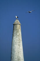 Goëlands sur les Sept Iles © Philip Plisson / Plisson La Trinité / AA03773 - Photo Galleries - Seagull
