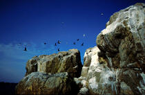 Envol d'oiseaux à bréhat. © Philip Plisson / Plisson La Trinité / AA03649 - Nos reportages photos - Archipel