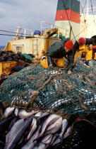 Pêcheurs remontant les filets. © Didier Perron / Plisson La Trinité / AA03998 - Nos reportages photos - Marin-pêcheur