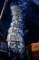 Filet remplie de poissons. © Didier Perron / Plisson La Trinité / AA04013 - Photo Galleries - Deep sea fishing