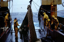 Filet ramené à bord par les pêcheurs. © Didier Perron / Plisson La Trinité / AA04015 - Photo Galleries - Deep sea fishing