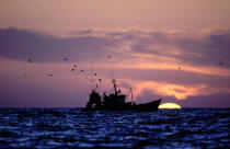 La pêche continue au lever du soleil © Philip Plisson / Plisson La Trinité / AA04032 - Photo Galleries - Star