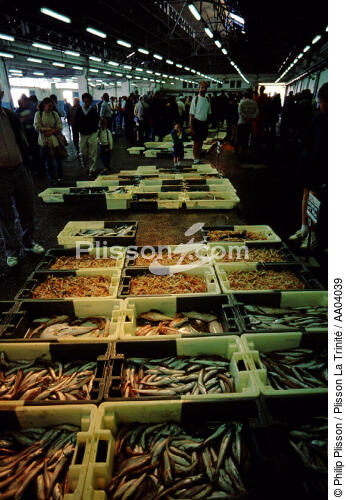 La criée du Guilvinec - © Philip Plisson / Plisson La Trinité / AA04039 - Photo Galleries - Fish