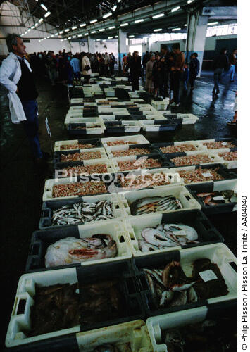 La langoustine est reine à la criée du Guilvinec - © Philip Plisson / Plisson La Trinité / AA04040 - Nos reportages photos - Crustacé