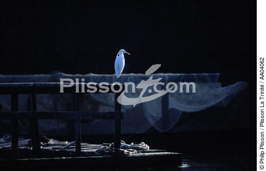 Aigrette dans le Golfe du Morbihan - © Philip Plisson / Plisson La Trinité / AA04062 - Nos reportages photos - Oiseau de marais