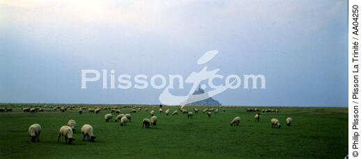 Moutons dans la baie du Mont Saint-Michel - © Philip Plisson / Plisson La Trinité / AA04250 - Nos reportages photos - Manche [La]