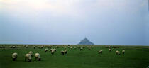 Moutons dans la baie du Mont Saint-Michel © Philip Plisson / Plisson La Trinité / AA04250 - Nos reportages photos - Mouton