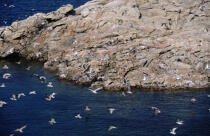 Vol de mouettes sur les côtes bretonne © Philip Plisson / Plisson La Trinité / AA04331 - Photo Galleries - Gull [small]