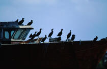 Cormoran au repos sur une épave © Philip Plisson / Plisson La Trinité / AA04335 - Nos reportages photos - Bateau