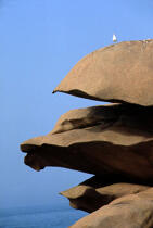 Une mouette sur un rocher. © Philip Plisson / Plisson La Trinité / AA04832 - Photo Galleries - Gull [small]