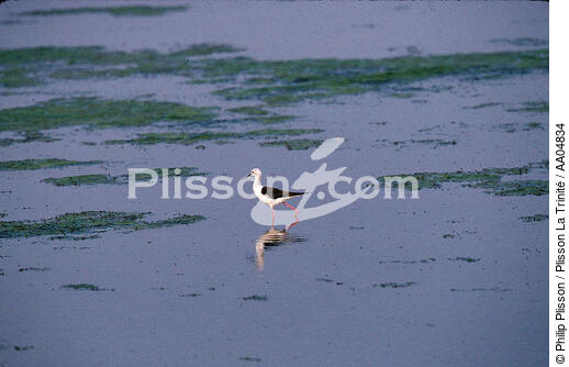 Une échasse blanche les pattes dans l'eau. - © Philip Plisson / Plisson La Trinité / AA04834 - Nos reportages photos - Marée basse