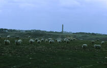 Moutons sur Belle ile. © Philip Plisson / Plisson La Trinité / AA04962 - Photo Galleries - Sheep
