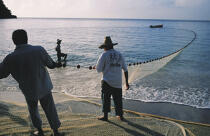 Pêche au seine (filet) depuis la plage de l'anse noire © Philip Plisson / Plisson La Trinité / AA05320 - Nos reportages photos - Antilles [Les]
