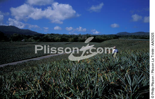 Cuture de l'ananas à la Martinique - © Philip Plisson / Plisson La Trinité / AA05325 - Photo Galleries - West indies [The]