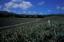 Cuture de l'ananas à la Martinique © Philip Plisson / Plisson La Trinité / AA05325 - Photo Galleries - West indies [The]