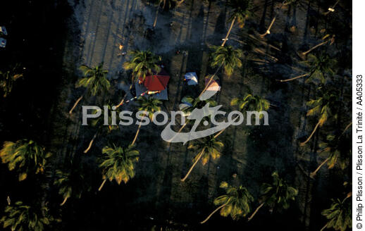 Campement sous les Palmiers. - © Philip Plisson / Plisson La Trinité / AA05333 - Nos reportages photos - Arbre