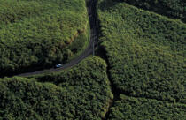 Routes et forêt vus du ciel © Philip Plisson / Plisson La Trinité / AA05372 - Photo Galleries - Forest