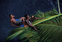Transport de palmes de coco sur une barque. © Philip Plisson / Plisson La Trinité / AA05409 - Photo Galleries - Martinique [The]
