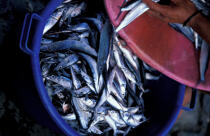 Balaous ou poissons volants. © Philip Plisson / Plisson La Trinité / AA05432 - Nos reportages photos - Antilles [Les]