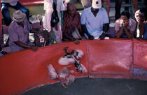 Combat de coq à la Martinique © Philip Plisson / Plisson La Trinité / AA05444 - Photo Galleries - West indies [The]