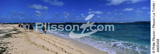 Ballade équestre sur la plage de l'Anse Trabaud [Martinique] - © Philip Plisson / Plisson La Trinité / AA05459 - Nos reportages photos - Plage