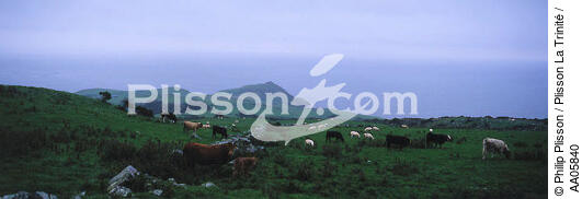 Torr Head en Irlande du Nord. - © Philip Plisson / Plisson La Trinité / AA05840 - Nos reportages photos - Vache