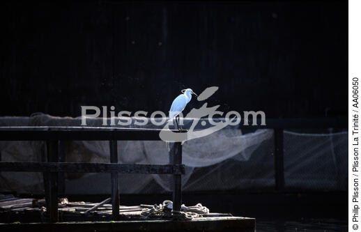 Aigrette sur la rivière d'Auray. - © Philip Plisson / Plisson La Trinité / AA06050 - Photo Galleries - Egret