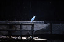 Aigrette sur la rivière d'Auray. © Philip Plisson / Plisson La Trinité / AA06050 - Photo Galleries - Marshland bird