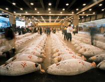 Le marché de Tokyo, le plus grand marché de poisson du monde. © Philip Plisson / Plisson La Trinité / AA06102 - Nos reportages photos - Ville [Japon]