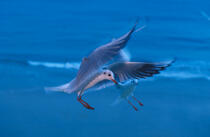 Mouette saisie en plein vol. © Philip Plisson / Plisson La Trinité / AA06274 - Photo Galleries - Gull [small]